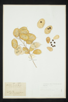 Lunaria annua