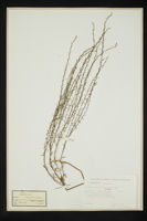 Thymelaea passerina