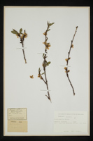 Prunus persica