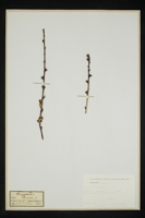 Prunus persica