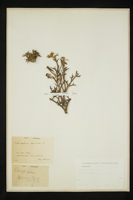 Echinophora spinosa