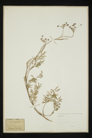 Peucedanum carvifolia