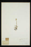 Gnaphalium leontopodium