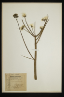 Sonchus palustris