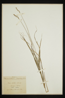 Carex cristata