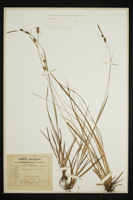 Carex mairii
