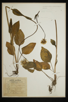 Doronicum plantagineum