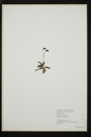 Pinguicula leptoceras