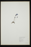 Pinguicula poldinii