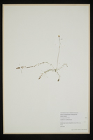 Utricularia bremii