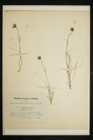 Phyteuma hemisphaericum