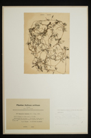 Ranunculus lutulentus