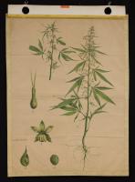 Cannabis sativa (Canapa)