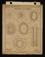 Canali secretori schizogeni