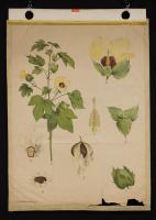 Gossypium herbaceum (Cotone)