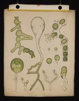 Sviluppo di Botrydium granulatum [2]