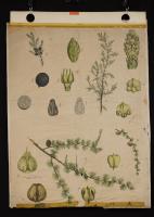 Abies larix (Larice); Juniperus communis (Ginepro)