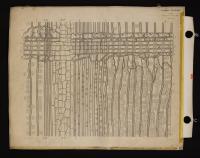 Anatomia del legno di Pinus sylvestris (II)