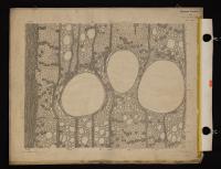 Anatomia del legno di Quercus sessiliflora (I)