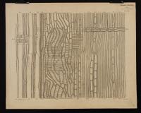 Anatomia del legno di Quercus sessiliflora (II)