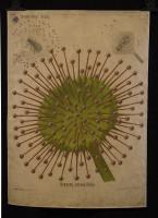 Drosera rotundifolia