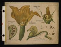 Cucurbitaceae: Cucurbita pepo L.; Cyclanthera explodens Nand.