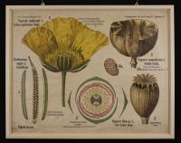 Papaveraceae: Papaver nudicaule L.; Rhoeas somniferum L.; Chelidonium majus L.