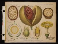 Myristicaceae: Myristica frangrans Houtt.; Myristica corticosa Hook.f.et. Thoms