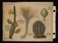 Cactaceae: Opuntia Ficus-indica Mill.; Cereus Macdonaldiae Hook.; Echinocactus brevihamatus Engelm.