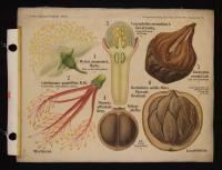 Myrtaceae: Myrtus communis L.; Colothamnus quadrifolius R.BR.; Caryophyllus romanticus L.; Pimenta officinalis Berg.; Lecythideae: Bertholletia nobilis Miers.