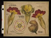 Primulaceae: Primula elatior Jacq. f. hortensis, officinalis Jacq.; Anagallis arvensis L.