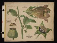 Solanaceae: Atropa belladonna L.; Hyoscyamus niger L.