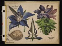 Borraginaceae: Borrago officinalis L.; Anchusa officinalis L.; Cynoglossum officinale L.