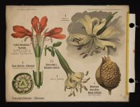 Caryophyllaceae Sylenae: Lychnis calcedonica L.; Silene nutans L.; Silene inflata Sm.; MeIandryum album Garcke.