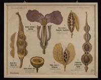 Cruciferae: Hesperis matronalis L.; Sinapis alba L.; Raphanistrum lampsana Gaerntn.; Draba aizoides L.; Thlaspi arvense L.; Neslea paniculata Desv.