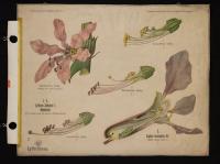 Lythraceae: Lythrum salicaria L.; Cuphea lanceolata Ait.