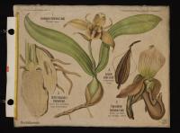 Orchidaceae: Coeleogyne fimbriata Lindl.; Cypripedium barbatum Lindl.; Orchis mascula L.; Lycaste plana Lindl.