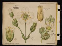 Caryophyllaceae alsineae: Cerastium arvense L.; Paronychiaceae: Telephium imperati L.