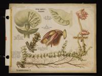 Scrophulariaceae II: Lathraea squamaria L.