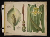 Araceae: Calla palustris; Arum maculatum; Acorum calamus