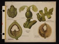 Juglandaceae: Juglans regia L.