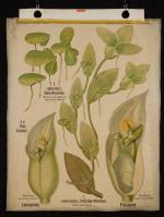 Lemnaceae; Lemna trisulca L.; Lemna minor L.; Pistiaceae: Pista stratiotes L.