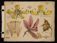 Rutaceae: Ruta graveolens L.; Dictammus fraxinella Pers.; Citrus aurantium L.