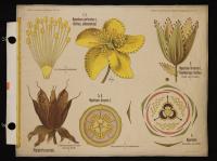 Hypericaceae: Hypericum perforatum L.; Hypericum hirsutum L.; Hypericum ascyron L.