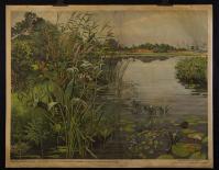 Verlandungsvegetation