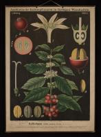 Coffea arabica L.