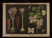 Crocus sativus L.; Capparis spinosa L.