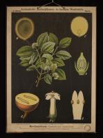 Strychnos nux-vomica L.