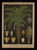 Elaeis guineensis L.