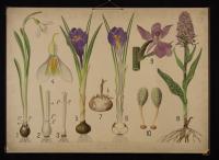 Bucaneve, Crocus, Dactyloriza majalis